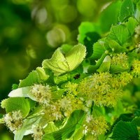 Lindenblüte: Das Naturheilmittel und seine Anwendung